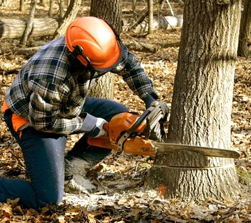 Tree Removal in Weir, TX